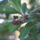 Pittosporum flowers