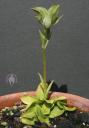 Rare double flower on Pterostylis plant