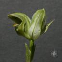 Rare double Pterostylis flower