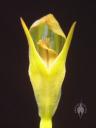 Pterostylis flower