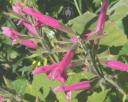 Salvia flowers and leaves