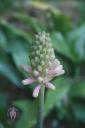 Veltheimia flowers