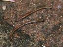 California Slender Salamanders