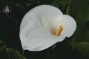 Calla Lily