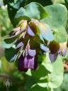 Cerinthe flowers