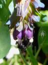 Cerinthe flowers with bumblebee