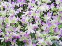 Dendrobium flowers