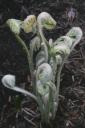 Ferns starting to emerge