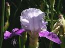 Iris flower