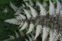 Japanese Painted Fern