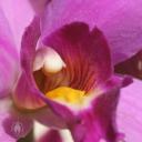Laelia anceps flower close up