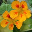 Nasturtium flowers