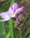 Spathoglottis flower and buds