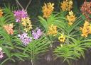 Vanda flowers and plants
