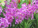 Purple Vanda flowers