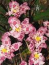 Wilsonara flowers