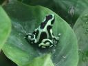 Costa Rican poison dart frog