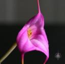 Masdevallia flower