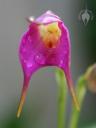 Masdevallia flower opening after rainstorm