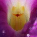 Small petals and lip inside a Masdevallia flower