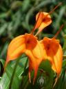 Masdevallia flowers