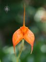 Masdevallia flower