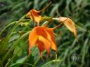 Masdevallia flowers