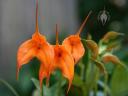 Masdevallia flowers