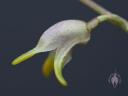 Masdevallia flower side view