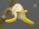 Masdevallia flower close-up