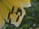 Easter Lily close up