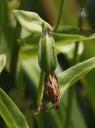 Orchid seedpod