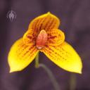 Bulbophyllum flower