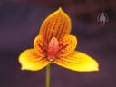 Bulbophyllum flower