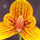 Bulbophyllum flower close up