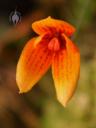 Bulbophyllum flower