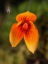 Bulbophyllum flower