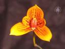 Bulbophyllum flower