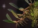 Bulbophyllum plant