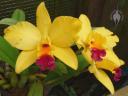 Cattleya hybrid