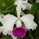 Cattleya hybrid