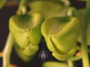 Cycnoches flower buds