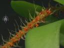 Oberonia flower spike and leaves