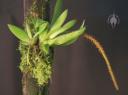 Oberonia plant and flower spike