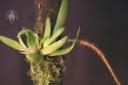 Oberonia plant and flower spike