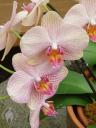 Phalaenopsis flowers