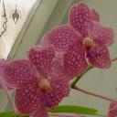 Vanda flowers