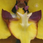 Cyrtochilum flower close up