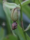 Epipactis seedpod split open