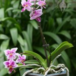 Mini Phal plant and flowers